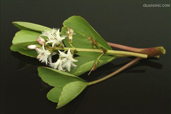 睡菜是什么,中药材灰菜