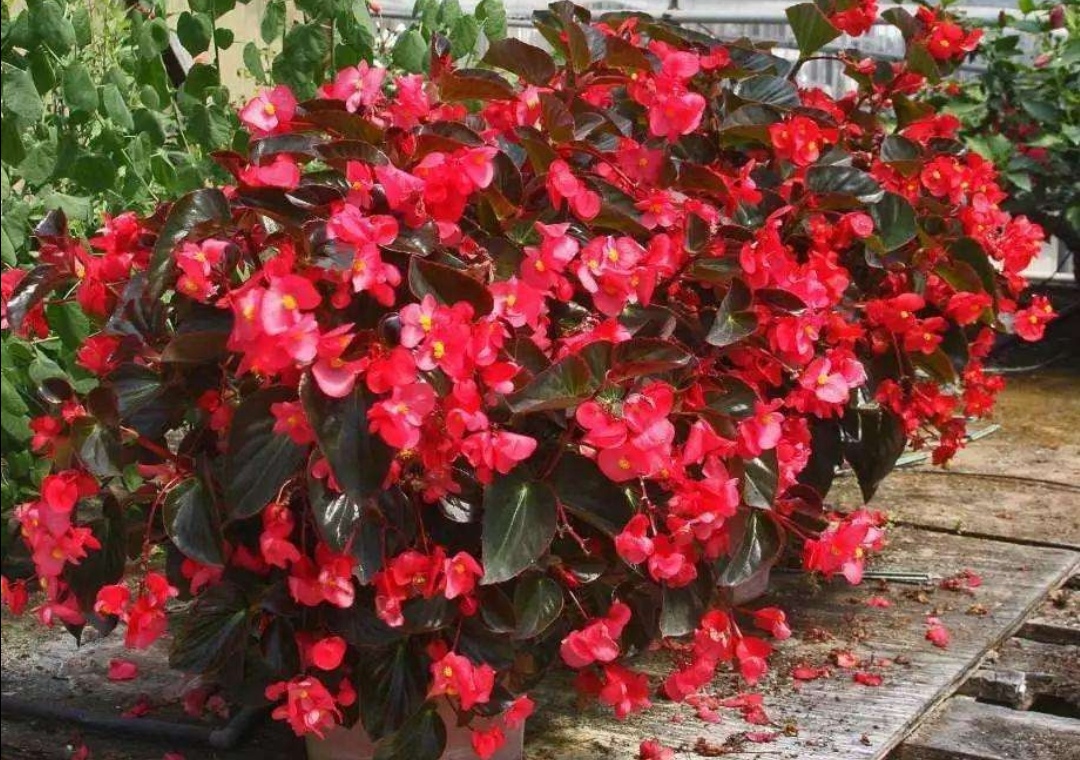 四季海棠开花后怎么处理谢的花,室内宜养的花海棠四季开花吗