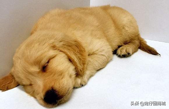 铲屎官该如何治疗和预防,铲屎官对付小猫咪