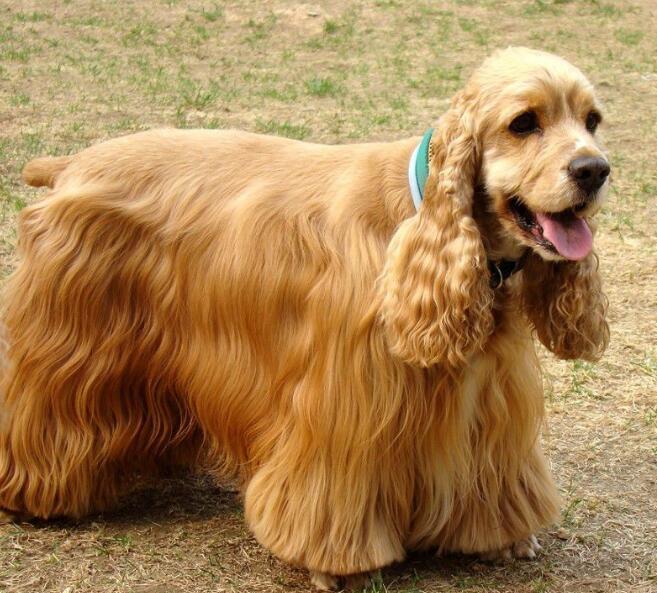 狗狗买什么品种最合适,怎么给狗狗选择宠物狗品种