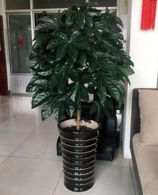 八角金盘是有害植物吗,八角金盘有毒吗视频