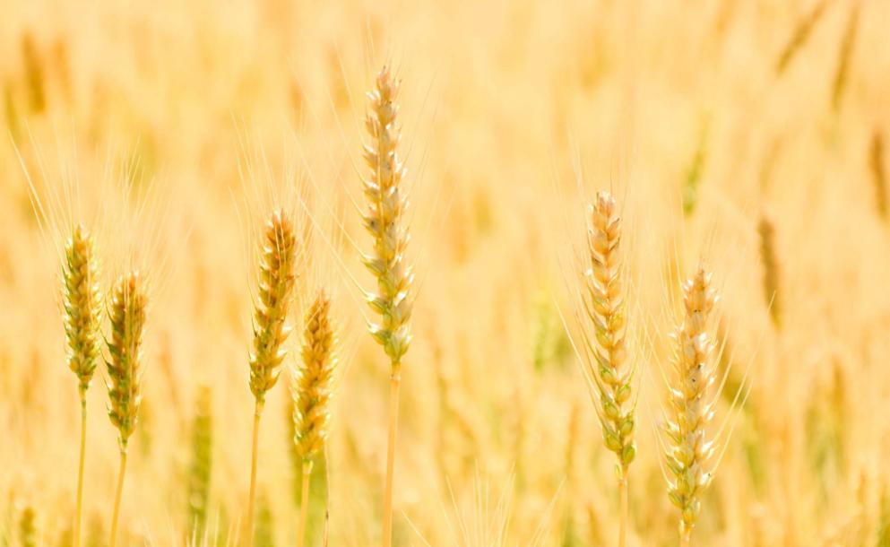 风吹麦浪诗词七绝,风吹麦浪诗词原创