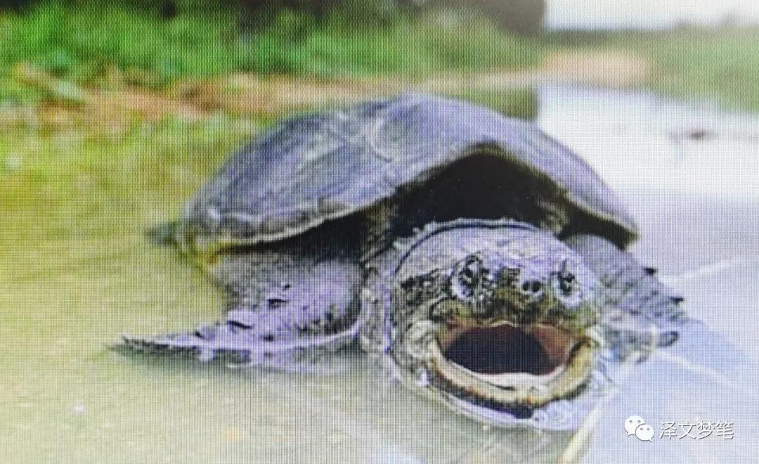 甲鱼的三宝,宝应有红烧甲鱼