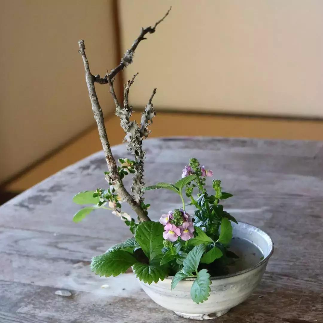 创意禅意插花月季盘花,禅意插花100例兰花