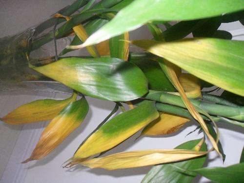 富贵竹插在水里老是会发黄怎么办,富贵竹一浇水叶子就蔫