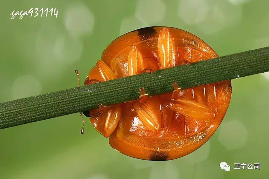 夏播玉米虫害图片大全,玉米虫害图谱高清大图