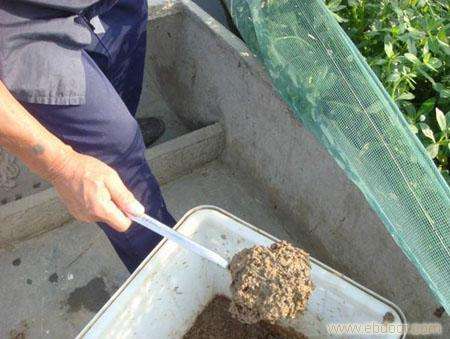 黄鳝是食肉的吗,黄鳝属于真正的鱼类吗