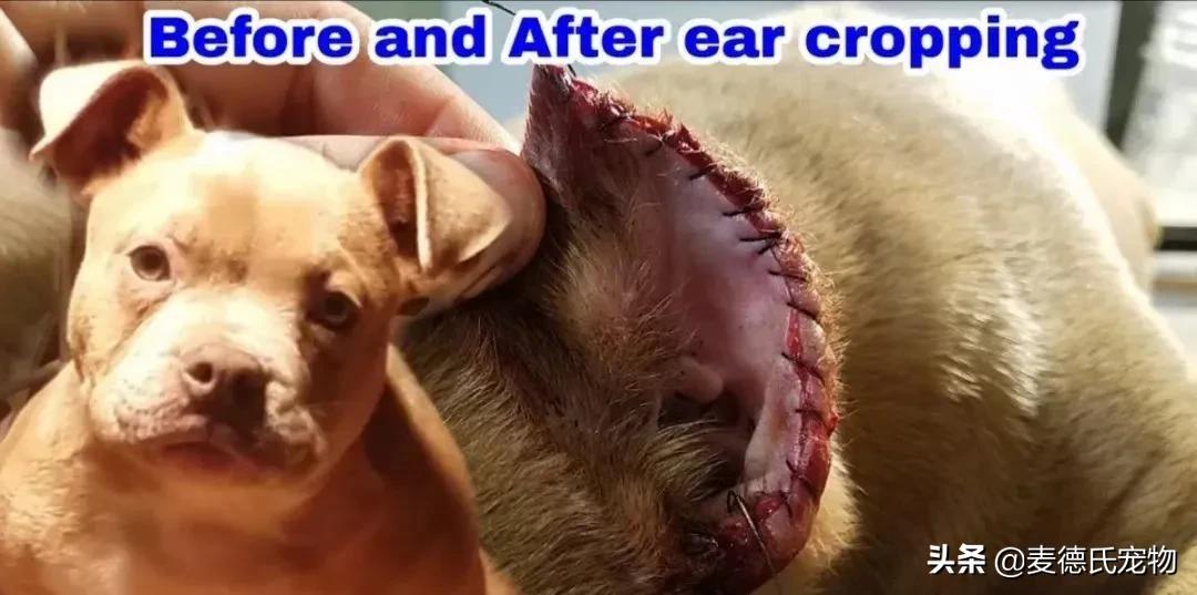 如何让狗子变得更听话,怎么让狗子越来越听话