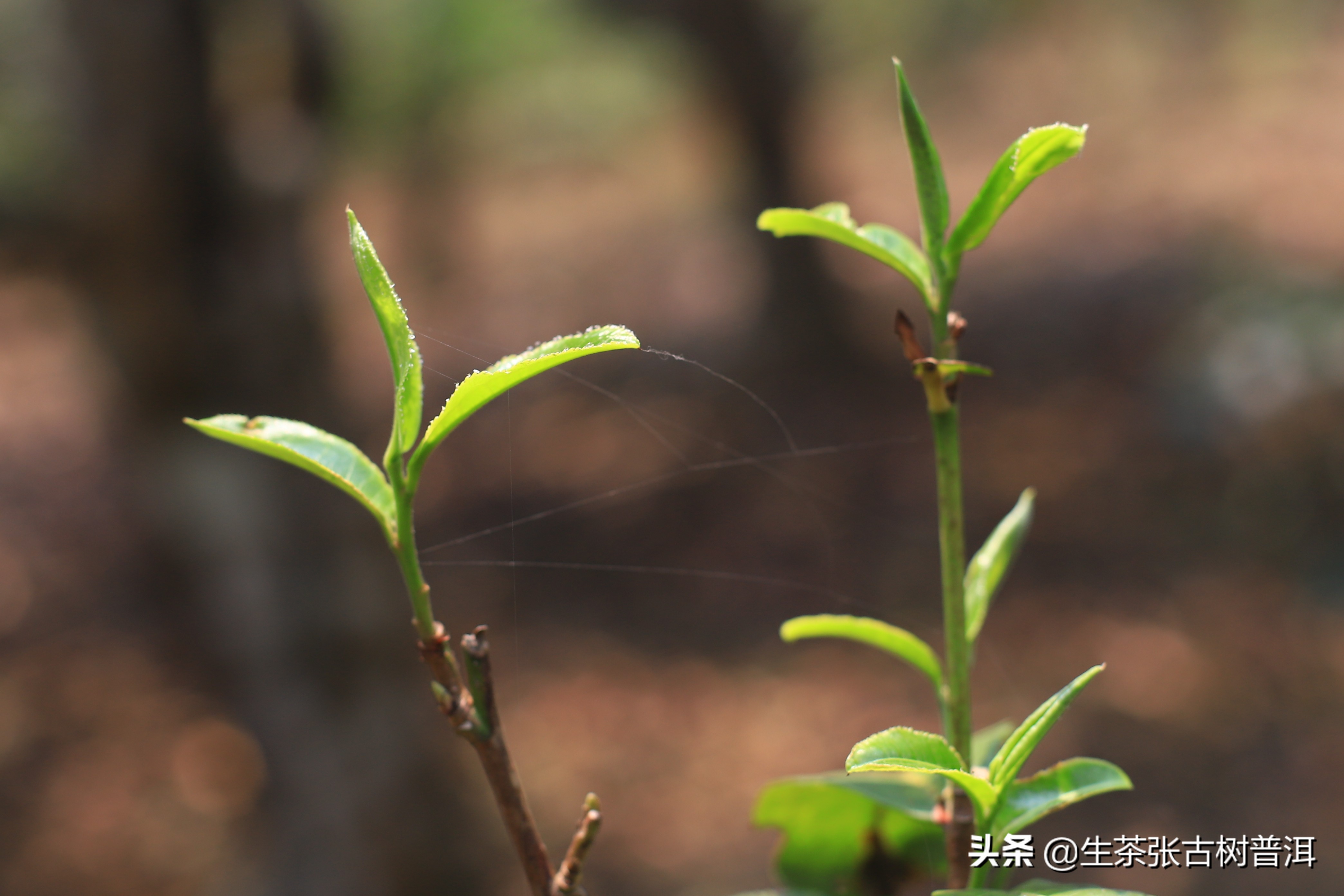 普洱茶的生长环境与产区有哪些,普洱茶的简介