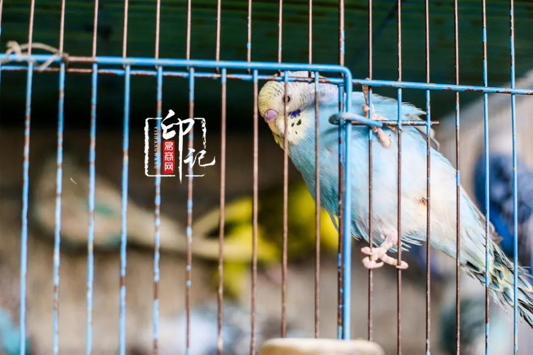 商丘道北花鸟批发市场,商丘花鸟宠物市场