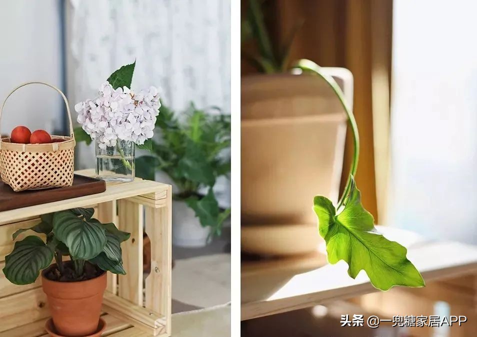春天花会开|这20家植物淘宝店，植物杀手看了也想买！