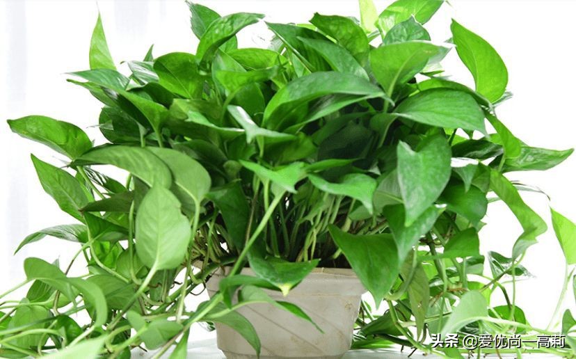 懒人必备小房间,懒人必备小宠物