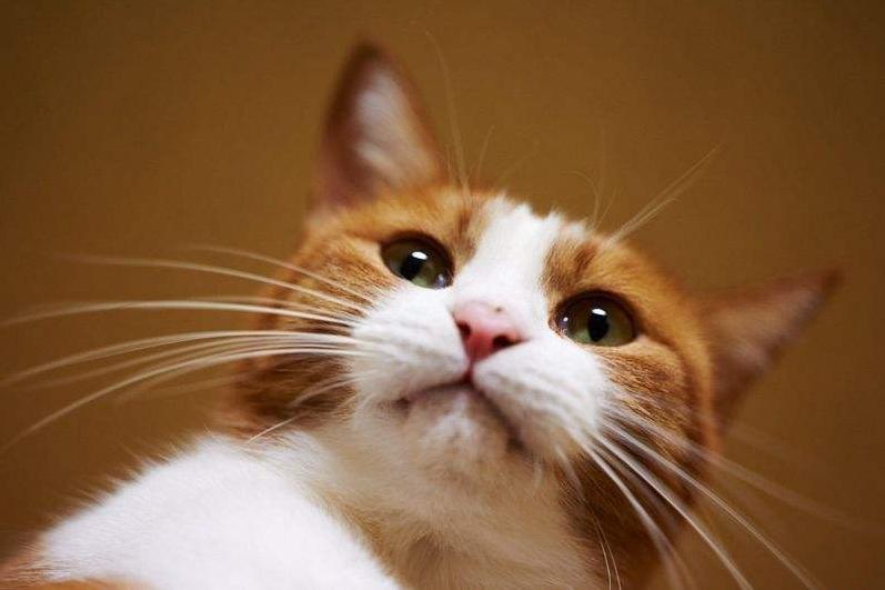 猫咪胡须向下就是代表在忍痛吗,猫咪的胡须不齐