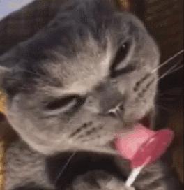 猫放一个屁，全家吃不下饭！真的好臭啊啊啊啊啊