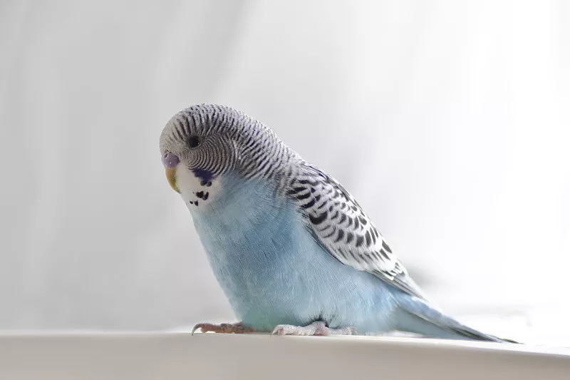 鹦鹉不听话怎么办,鹦鹉不听话的危害