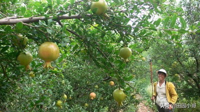高温多雨石榴果腐病高发，提前预防科学管控保丰产
