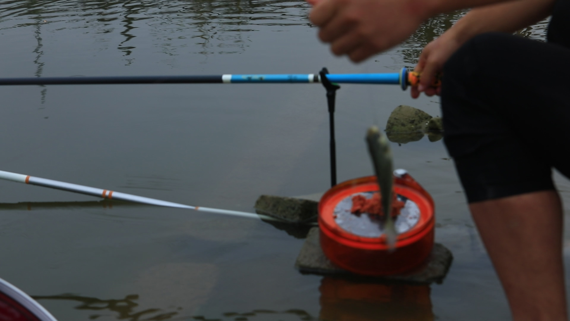 台湾泥鳅养殖成活率怎么样,泥鳅怎么运输才能成活率高