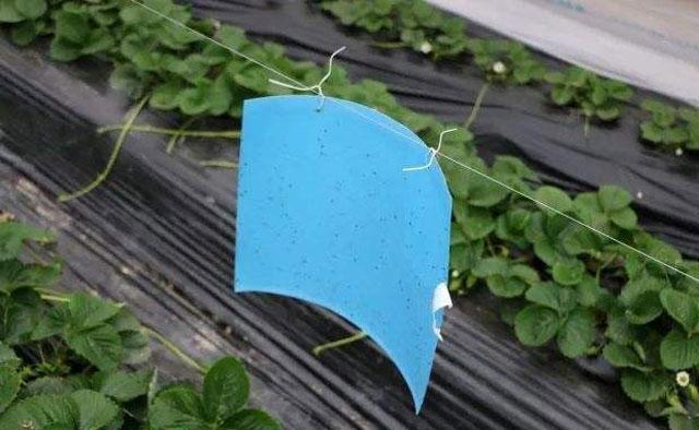 春棚草莓秧苗有蓟马打啥药,草莓蓟马虫害的症状与防治