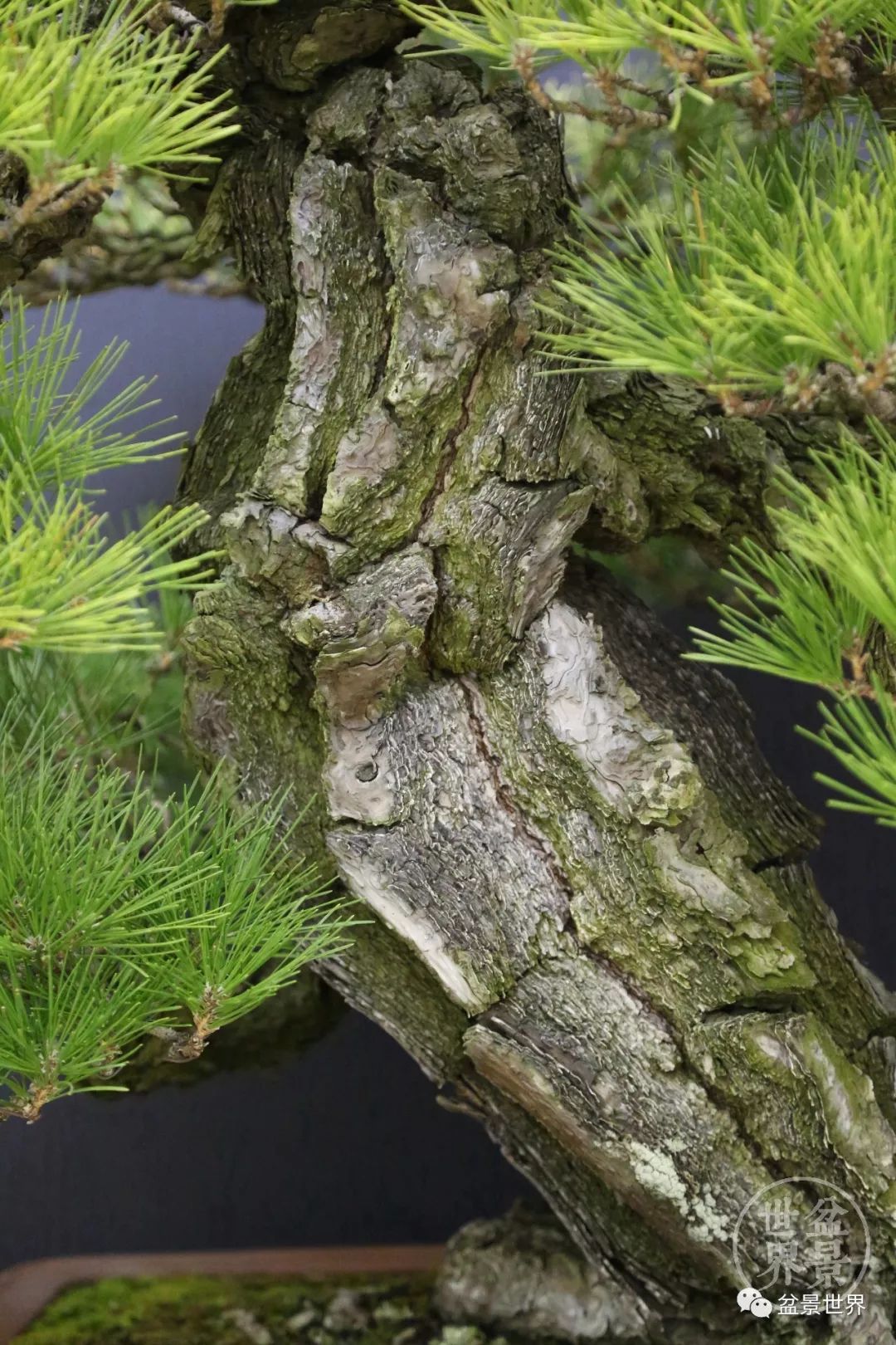 不可多得的黑松盆景素材,富贵大气的盆景有哪些