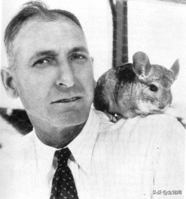 龙猫到底是个什么物种,宠物龙猫饲养注意事项有哪些