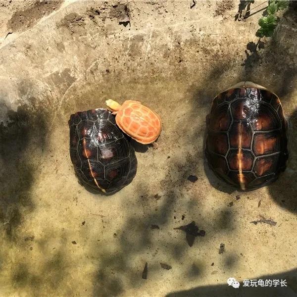 黄缘龟该如何造景,黄缘龟造景用河沙