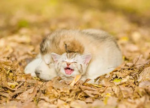 立秋，立秋！这43件事，上海人必须要去做