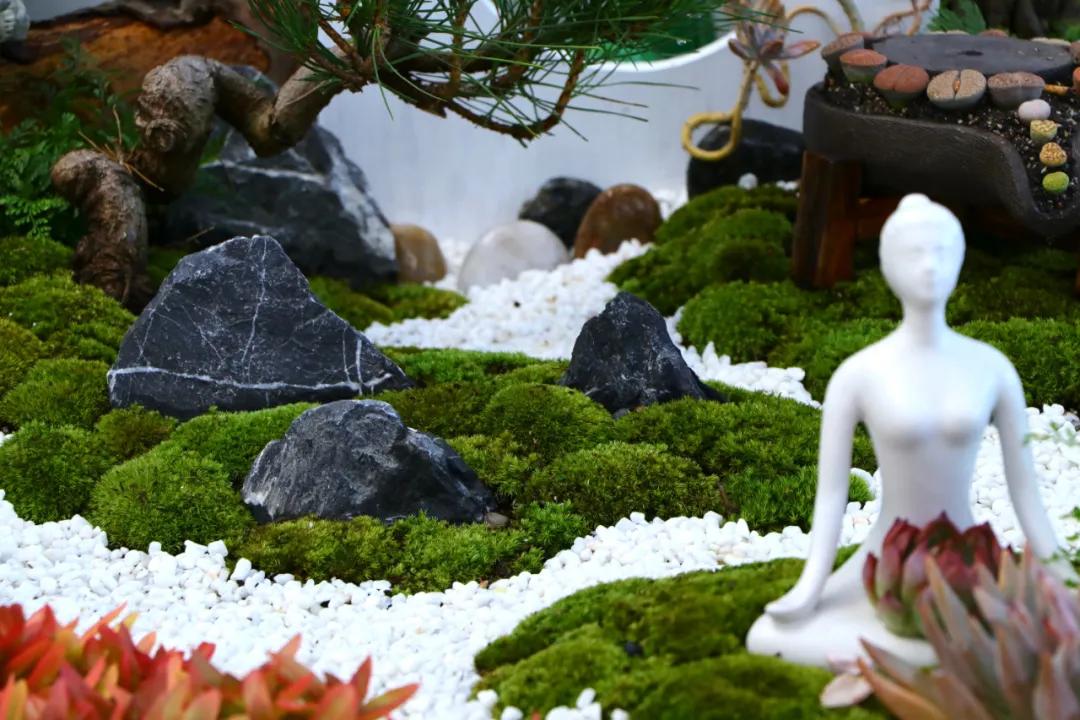 这个年销量上亿株多肉的县城，举办了首届多肉电商节