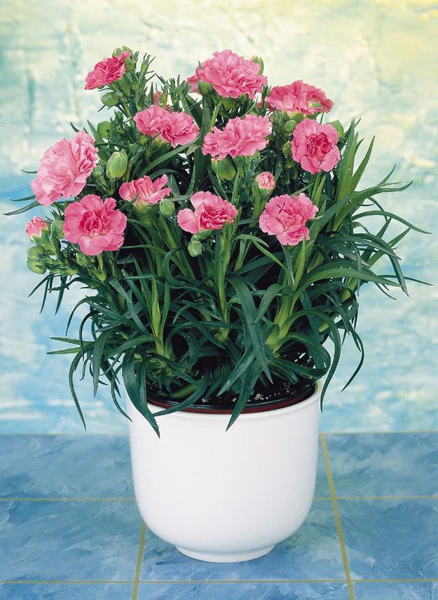 母亲节康乃馨小花束,母亲节的主角