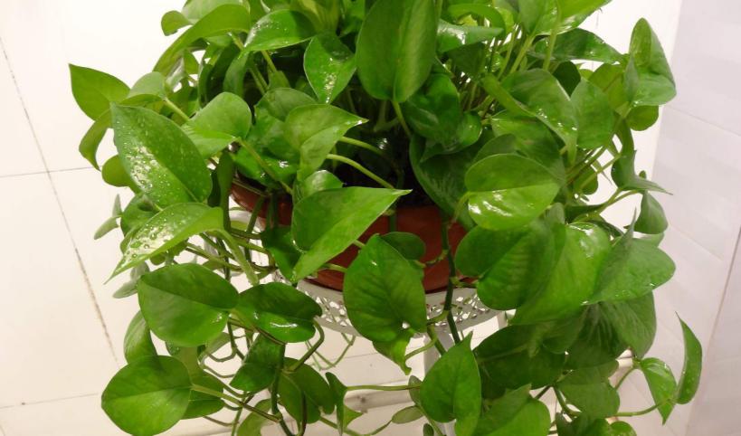 绿萝在家养到底好不好,为什么养绿萝不好