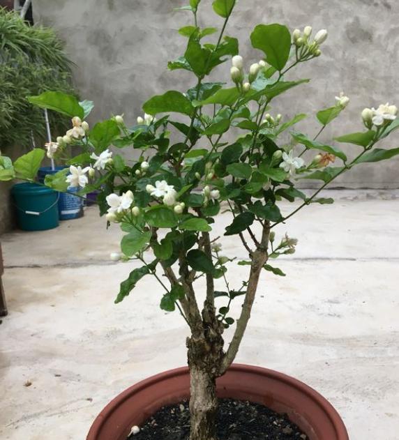 茉莉花不爆枝怎么办,茉莉花总是掉花骨朵