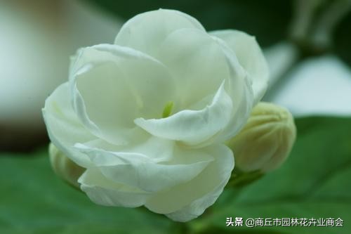 茉莉叶子卷曲掉落是什么病,茉莉叶子发焦怎么回事