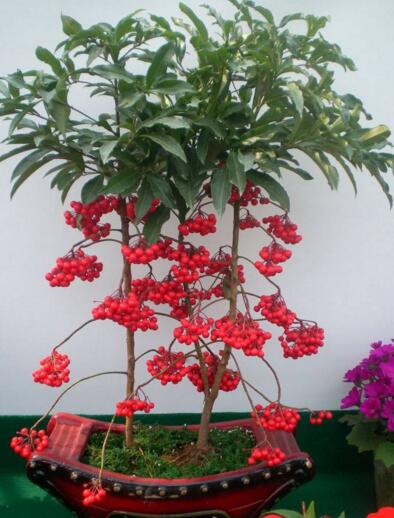 7种象征吉祥好运花,什么花好看又好养寓意好