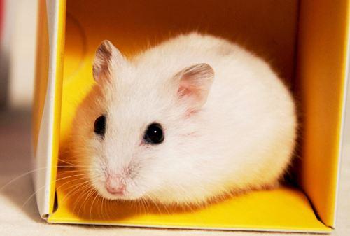 仓鼠咬人怎么教训它,仓鼠咬人是怎么样的