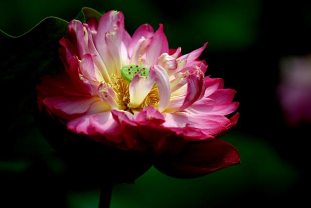 最美的荷花诗句,一起赏荷花的诗词歌赋