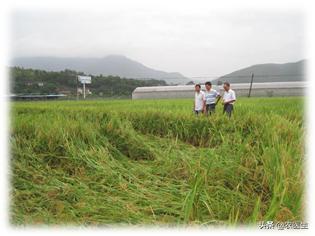 农业种植追肥是值得收藏的顺口溜,钾肥高产有什么作用