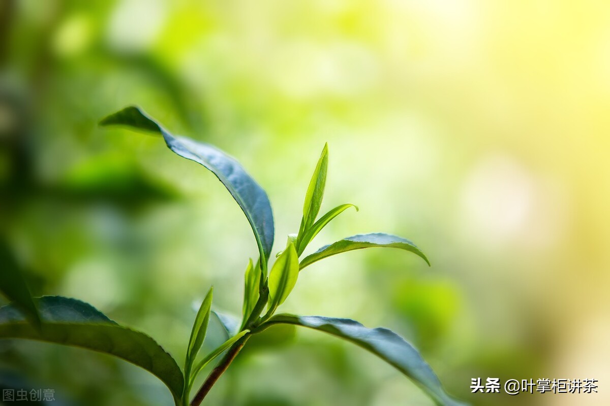 洞庭碧螺春特有什么香气,洞庭碧螺春果香味