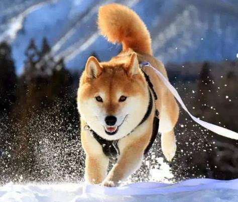 盘点那些奇形怪状的狗狗,十种狗狗比起来哪种狗狗最厉害呢