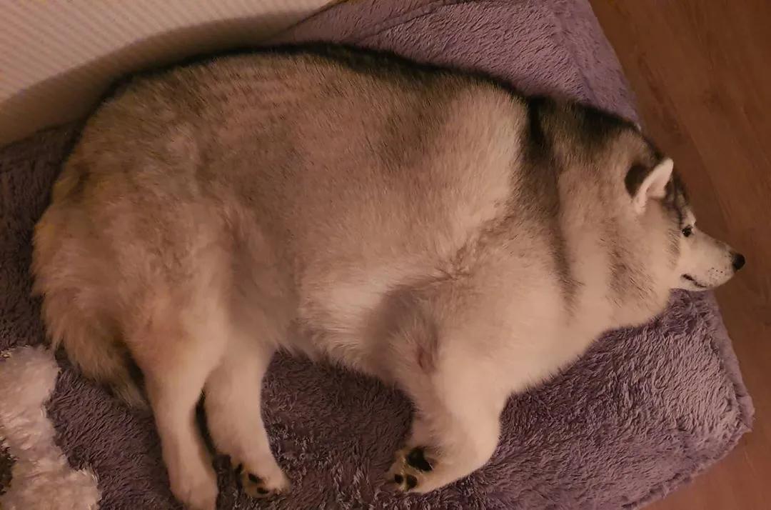 二哈减肥,为什么二哈会变瘦