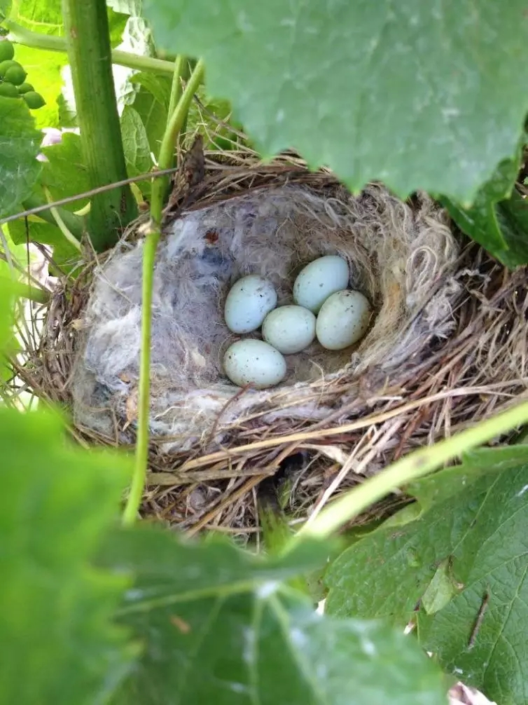 品乐Pinor：在法国葡萄园上班，就像在东北掰玉米……