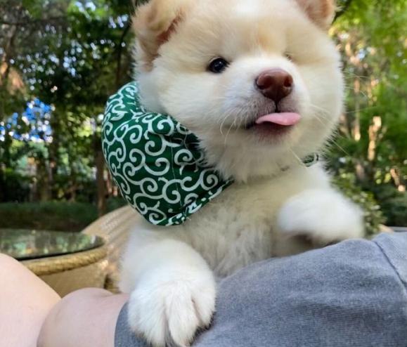 哈士奇在狗界的排名,最有服从性的狗哈士奇排行榜