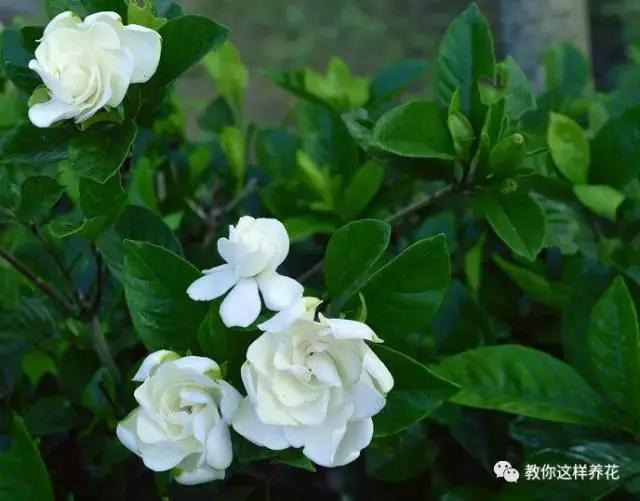 冬季北方房间适合养的木本花,这5种花随便养