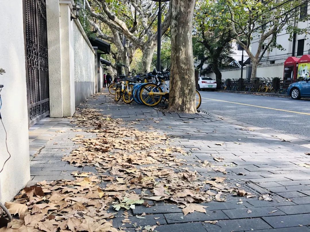 深秋回暖，安排！沪上各区的深秋美景，你准备好打卡了吗？