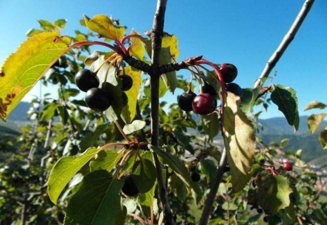 听说这种树能治好多种疾病,可以治疗咳嗽的树