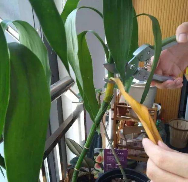 富贵竹黄叶是缺什么,富贵竹都黄叶了的视频