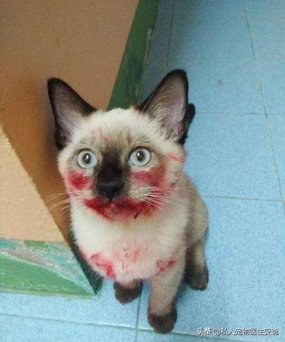 我们经常使用的护肤品，对猫咪有害吗？