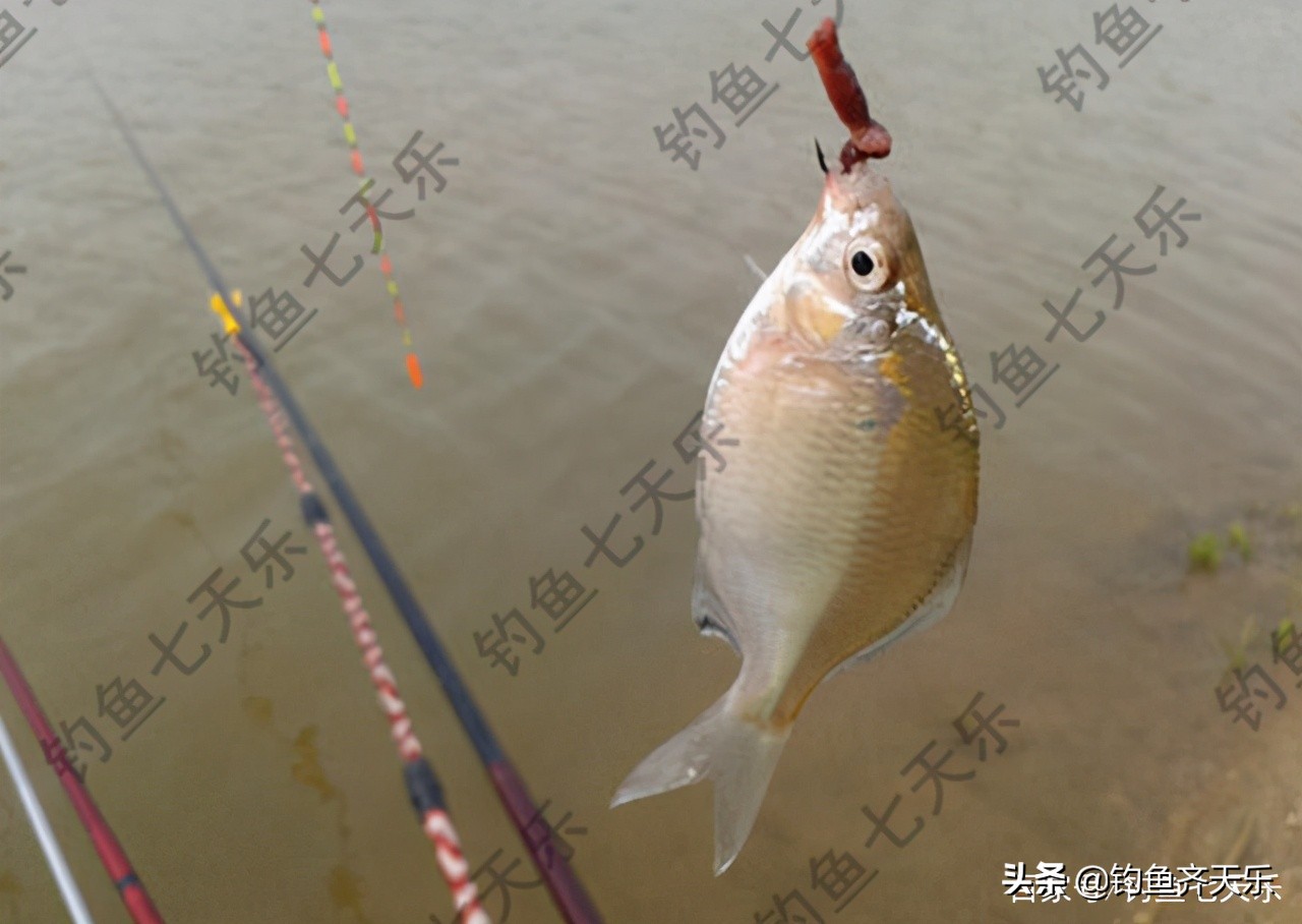 鳑鲏攻击性强不强,鳑鲏鱼攻击性强为什么老互相打架