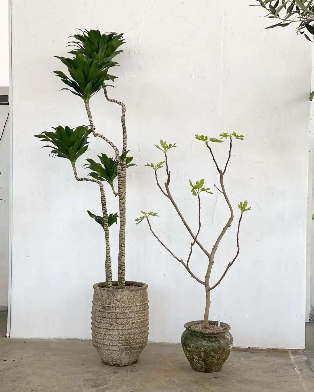 ins十大网红绿植,ins网红绿植大全