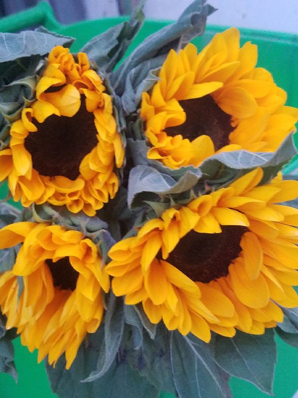 苏州吴江中学,吴江高级中学