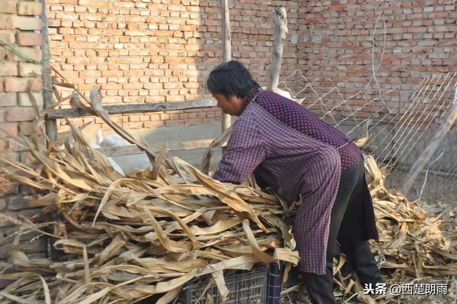 75岁老人双手磨破捉虫想“救”血癌孙，儿子泪拒：吃了会害了孩子