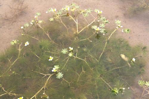 世界上有奇特现象的植物,世界上有哪些奇怪的叶子